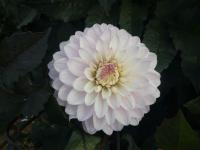 Jiřinka 'Melody Harmony' (Dahlia)