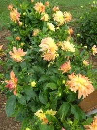 Jiřinka 'Jubileja' (Dahlia)