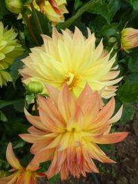 Jiřinka 'Jubileja' (Dahlia)