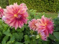 Jiřinka 'Penhill Dark Monarch' (Dahlia)