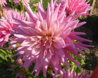 Jiřinka 'Park Princess' (Dahlia)