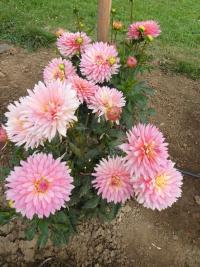 Jiřinka 'Extase' (Dahlia)