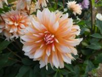 Jiřinka 'Apelsini Sniega' (Dahlia)