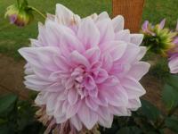 Jiřinka 'Lavender Perfection' - Dekorační jiřinky (Dahlia)
