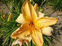 Denivka 'Lech Walesa' (Hemerocallis)