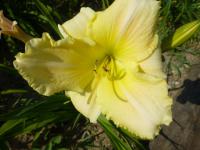 Denivka 'Little Infant' (Hemerocallis)