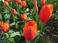 Tulipán 'World's Favourite' - Darwin hybridy (Tulipa)