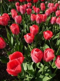 Tulipán 'Van Eijk' - Darwin hybridy (Tulipa)