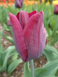 Tulipán 'Ronaldo' - Triumph tulipány (Tulipa)