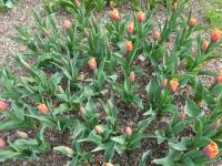 Tulipán 'Orange Babies' - Triumph tulipány (Tulipa)