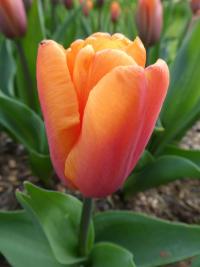 Tulipán 'Orange Babies' - Triumph tulipány (Tulipa)