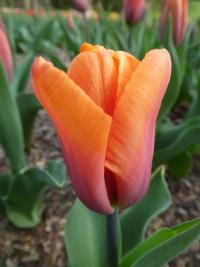 Tulipán 'Orange Babies' - Triumph tulipány (Tulipa)