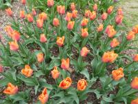 Tulipán 'Orange Babies' (Tulipa)