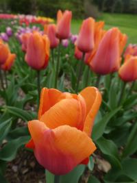 Tulipán 'Orange Babies' (Tulipa)