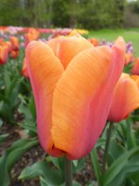 Tulipán 'Orange Babies' (Tulipa)