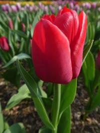 Tulipán 'Ile de France' - Triumph tulipány (Tulipa)