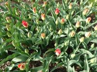 Tulipán 'Match' - Triumph tulipány (Tulipa)