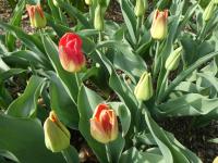 Tulipán 'Match' - Triumph tulipány (Tulipa)