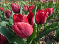 Tulipán 'Pallada' - Triumph tulipány (Tulipa)