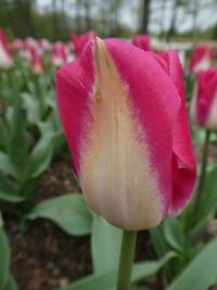 Tulipán 'Garden Party' - Triumph tulipány (Tulipa)