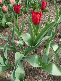 Tulipán 'Couleur Cardinal' - Triumph tulipány (Tulipa)