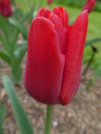 Tulipán 'Couleur Cardinal' - Triumph tulipány (Tulipa)