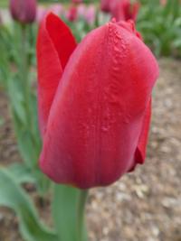Tulipán 'Couleur Cardinal' - Triumph tulipány (Tulipa)