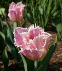 Tulipán 'Huis Ten Bosch' - Třepenité tulipány (Tulipa)