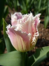 Tulipán 'Huis Ten Bosch' - Třepenité tulipány (Tulipa)