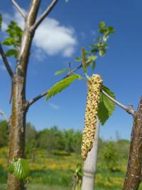Bříza karpatská - větévka s jehnědy (Betula carpatica)