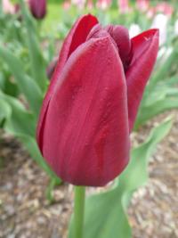Tulipán 'National Velvet' - Triumph tulipány (Tulipa)