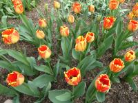 Tulipán 'La Courtine' - Jednoduché pozdní tulipány (Tulipa)