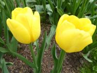 Tulipán 'Yellow Angel' - Jednoduché pozdní tulipány (Tulipa)