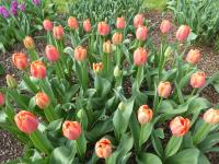 Tulipán 'Oranjezon' - Darwin hybridy (Tulipa)