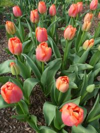 Tulipán 'Oranjezon' - Darwin hybridy (Tulipa)
