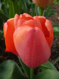 Tulipán 'Oranjezon' - Darwin hybridy (Tulipa)
