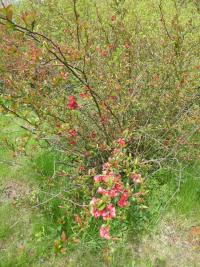 Kdoulovec ozdobný 'Umbilicata' (Chaenomeles speciosa)