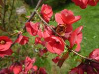 Kdoulovec ozdobný 'Umbilicata' - větévka s květy (Chaenomeles speciosa)