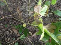 Noholist štítnatý - rostlina s plodem (Podophyllum peltatum)