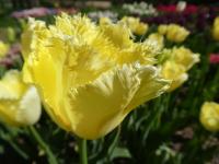 Tulipán 'Maja' - Třepenité tulipány (Tulipa)