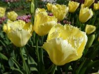 Tulipán 'Maja' - Třepenité tulipány (Tulipa)