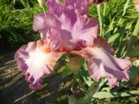 Kosatec 'Extravagant' - Vysoké bradaté kosatce (Iris)