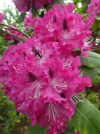 Pěnišník 'Donar' (Rhododendron)