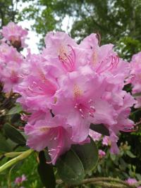 Pěnišník 'Quapp' (Rhododendron)