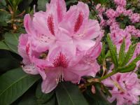 Pěnišník 'Furnivall's Daughter' (Rhododendron)