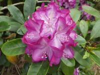 Pěnišník 'Pride of Cambridge' (Rhododendron)