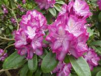 Pěnišník 'Pride of Cambridge' (Rhododendron)