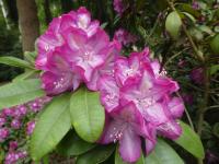 Pěnišník 'Pride of Cambridge' (Rhododendron)