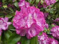 Pěnišník 'Pride of Cambridge' (Rhododendron)