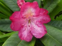 Pěnišník 'Zigeunerin' (Rhododendron)